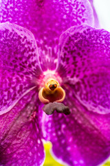 Close-up of a purple Doritaenopsis Orchid flower