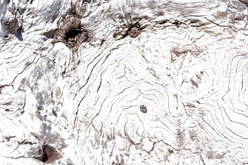 texture de vieille souche d’arbre