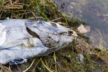 Closeup of the head of a dead Pacific salmon left on the shore