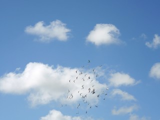 A flock of birds flying in the skies