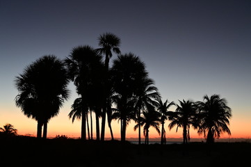 Obraz premium Palm trees silhouetted against pastel colors of twilight on Crandon Park Beach in Key Biscayne, Florida.