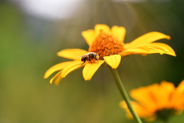 Bee. Close up of a large hairy bee sits on a yellow flower on a white background  on a Sunny summer day. Macro