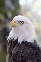 Profile of bald eagle looking to the left