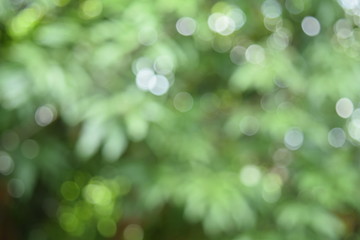 Obraz premium Background blur blur bokeh green white color caused by beautiful nature