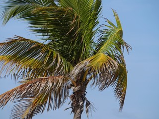 Fototapeta premium Close up of the top part of a coconut tree