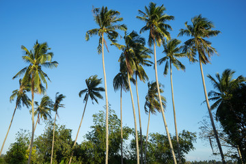 Obraz premium palm trees and blue sky