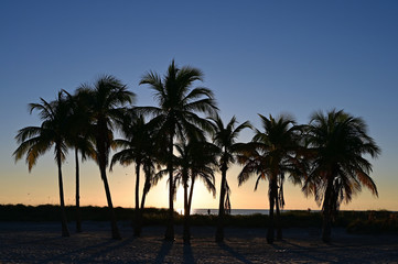 Fototapeta na wymiar Palm trees partially silhouetted against sunrise on Crandon Park Beach in Key Biscayne, Florida.