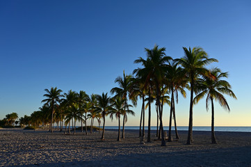 Palm trees partially silhouetted against sunrise on Crandon Park Beach in Key Biscayne, Florida.