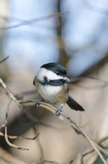 Portrait of black-capped chickadee in the forest