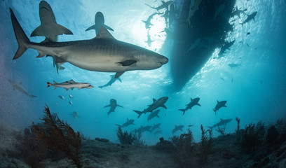 Obraz na płótnie Canvas Sharks in clear blue water