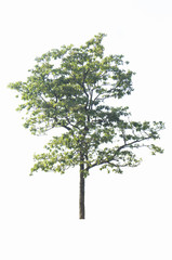 Shrubs, trees isolated from the white background, record the path
