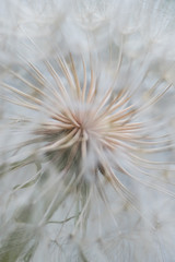 Large dandelion macro close up