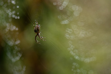 Spider on it's web