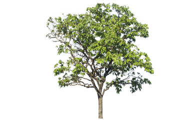 Shrubs, trees isolated from the white background, record the path