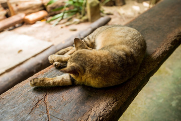 Cat in the park in Thailand, Phuket