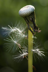 Dandelion stem