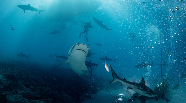 Tiger sharks at Tiger Beach. Bahamas