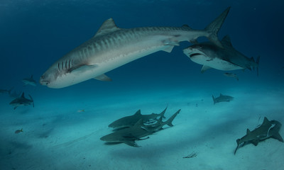 Obraz premium Tiger sharks at Tiger Beach. Bahamas