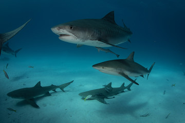 Tiger sharks at Tiger Beach. Bahamas