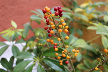 Bayas en el jardín