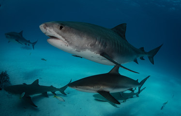 Fototapeta premium Tiger sharks at Tiger Beach. Bahamas