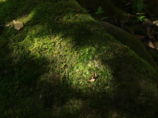 green moss on the tree