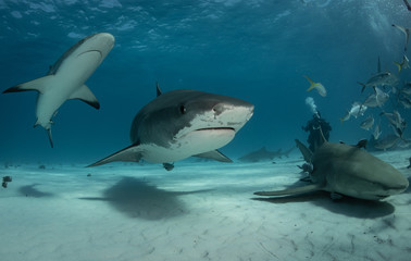 Fototapeta premium Tiger sharks at Tiger Beach. Bahamas