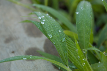 Close-Up Of Raindrops On Leaf 