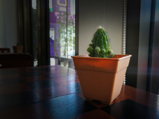 Cactus in colorful ceramic pot at coffee shop