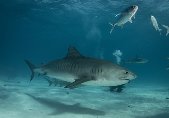 Obraz premium Tiger sharks at Tiger Beach. Bahamas