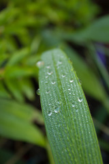 Close-Up Of Wet Plant During Rainy Season