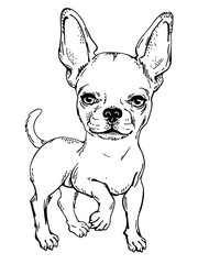 funny chihuahua sketch