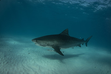Fototapeta premium Tiger sharks at Tiger Beach. Bahamas