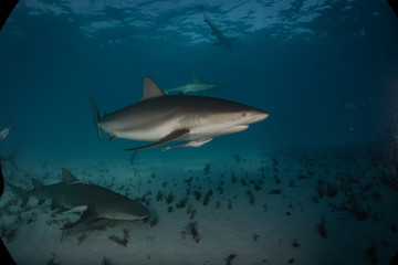 Tiger sharks at Tiger Beach. Bahamas