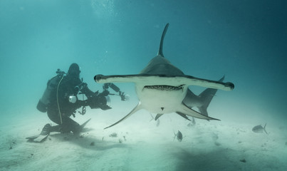 Great Hammerhead sharks off of Bimini, Bahamas - obrazy, fototapety, plakaty
