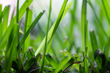 Fresh thick Grass recently cut Close up, green world concept