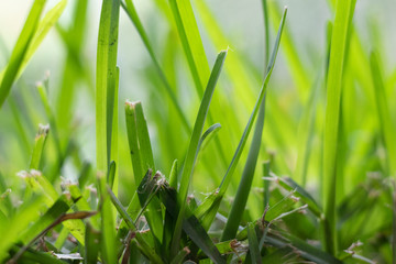 cut up bright green grass close up, spring , green world concept