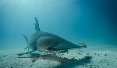 Great Hammerhead sharks off of Bimini, Bahamas - obrazy, fototapety, plakaty