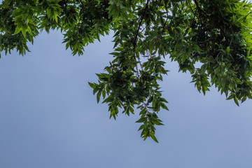 Overhanging green leaves create a shelter from the sun image with copy space in horizontal format