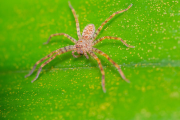 Orange striped spider on green leaf in forest