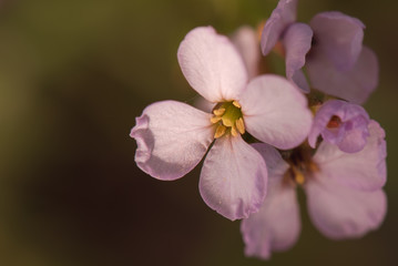 Fototapeta na wymiar Close up pink flower with yellow stamen