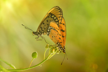 a butterfly is mating