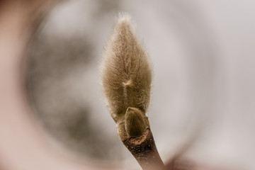 Magnolia bud with tan background