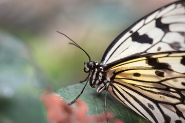 Fototapeta na wymiar White butterfly macro