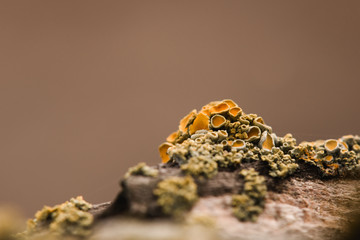 Lichen growing on rock