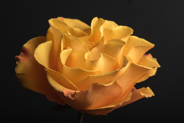 Yellow rose with dark background