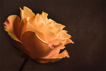 Fototapeta na wymiar Yellow rose with dark background