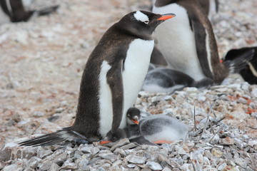 Fototapeta premium Gentoo penguin II