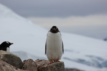 Fototapeta premium Gentoo Penguin