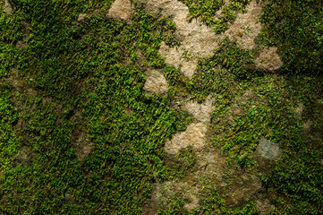Many mosses stuck to the surface of a large rock. This image is used as a background.